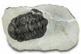 Bargain, Austerops Trilobite - Ofaten, Morocco #287554-5